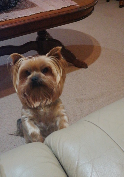 My cute dog Ninnie is an intelligent and friendly Yorkshire Terrier - Tualise, Ninnie's guardian